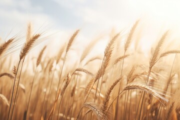 Wall Mural - Wheat stalks blowing in the wind agriculture outdoors nature.