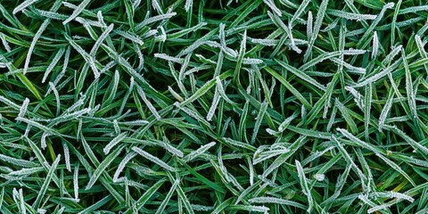 Fototapete - Macro shot of frost-covered grass featuring delicate crystals and subtle texture, ideal for winter-themed backgrounds.