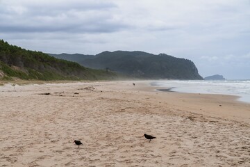 Wall Mural - Coastal birds foraging on a cloudy beach. Nature scene with shorebirds. Opoutere, Whangamata, Coromandel Peninsula, New Zealand