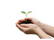 © Mahfuz - A close-up image of a young plant growing from a small pile of dark soil held in a person's cupped hands against a plain white background
