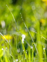 Wall Mural - A field of grass with dew drops on the grass