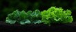 © Дмитрий Петров - A close-up view of two leafy green plants growing in soil.