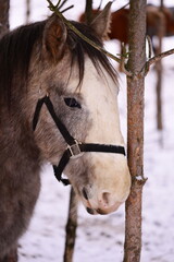 Wall Mural - Close-up shot of a horse with a bridle on its head, suitable for use in equestrian or animal-related contexts.