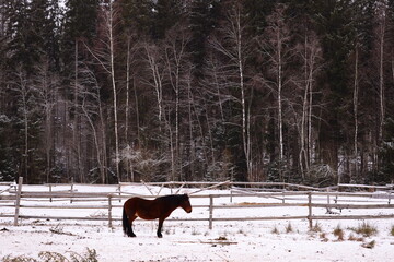 Sticker - A horse stands in a snowy enclosure, its coat covered in white flakes.