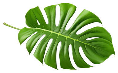 Poster - PNG Leaf plant white background freshness.