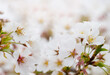 © artmim - Beautiful border with white flower on blurred spring season background