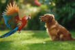 © Татьяна Евдокимова - Dog and a parrot engaging playfully on a grassy field, showcasing a unique bond between different species in a natural setting