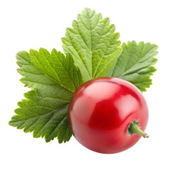 Wall Mural - a single currant isolated on transparent background png