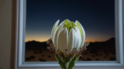 Fototapete - Unique desert cactus flower showcases intricate details against a stunning sunset backdrop