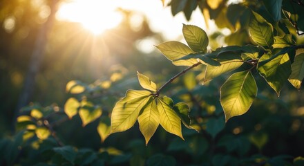 Poster - Sunlit green leaves on tree branches with soft bokeh background and sun rays illuminating the scene Copy Space