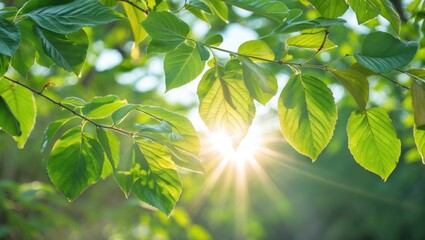 Poster - Sunlight shining through green leaves on a branch creating a natural background with soft bokeh and light flares Copy Space