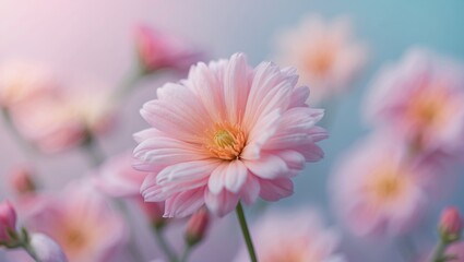 Poster - Macro shot of pink flowers with soft focus and pastel background providing ample Copy Space for text.