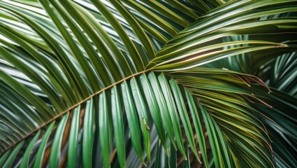 Poster - Green palm leaves with distinct textures and patterns in a close-up composition showcasing natural detail and Copy Space.