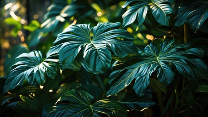 Poster - Lush dark green tropical foliage with layered leaves illuminated by soft sunlight natural background with Copy Space