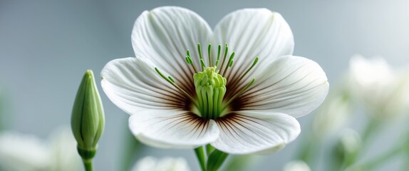 Fototapete - Close-up of a white flower with delicate petals and green accents on a soft blurred background, featuring copy space for text.