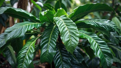 Poster - Glossy green tropical plant leaves with detailed texture in a natural setting with blurred background and ample space for textCopy Space