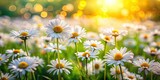 Blooming Polish stokrotka, a miniature daisy field, captured in a close-up tilt-shift summer meadow scene; sweet wildflowers abound.