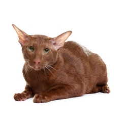 Wall Mural - Cute Oriental Shorthair cat on white background. Adorable pet