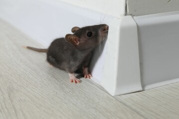 Wall Mural - Rat on floor near baseboard indoors. Pest control