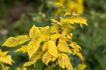 Wall Mural - Raspberry plant with yellow leaves, green veins. Nutrient deficiency. Probably lack of iron.