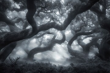 Sticker - Monochromatic photo of a misty forest with gnarled, ancient trees, creating a surreal and mysterious atmosphere.