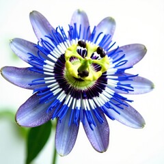 Wall Mural - Vibrant blue passion flower, intricate details, white background, organic, high resolution