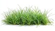 © Pixelzone - Green grass with fresh blades on a white isolated background. transparent background