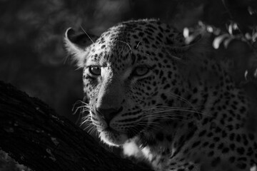 Wall Mural - Mono close-up of side-lit leopard with catchlight