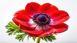 Red Anemone Coronaria Fashion Photography on White