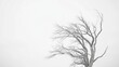© musa - Bare tree, winter landscape, bleak sky, nature scene