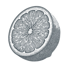 Wall Mural - Lemon. Vintage black and white hand drawn engraving style vector illustration.