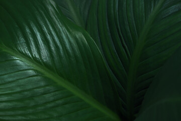 nature background of close-up macro deep green leave texture tropical forest plant.abstract curve leaf botanical foliage dark desktop wallpaper.