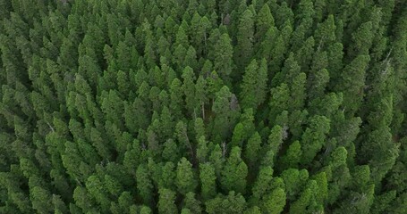 Sticker - Aerial footage of beautiful high altitude forest mountain landscape