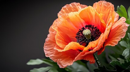 Aufkleber - Delicate poppy flower petals closeup nature scene floral photography bright colors artistic viewpoint natural beauty