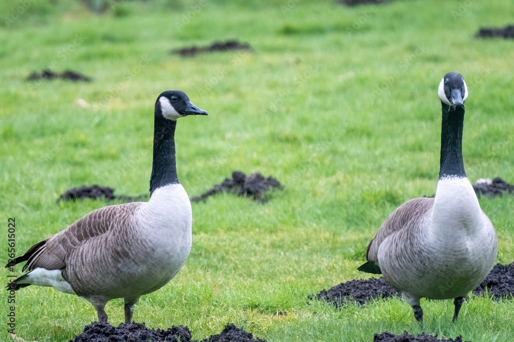 Two canada geese standing on green grass field with molehills