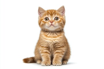 Wall Mural - A small orange kitten sitting on a white surface