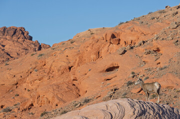 Wall Mural - Desert Bighorn Sheep in Winter in the Valley of Fire State Park Nevada