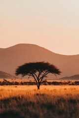 Poster - Tree in savanna at dusk. Golden grass with distant hills create serene scene