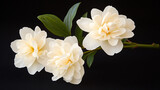  elegant white peony and gardenia bouquet