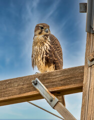 Wall Mural - Prairie Falcon