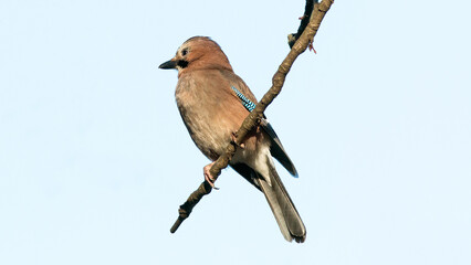 Wall Mural - lilac breasted roller