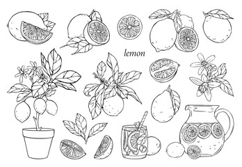 Set of linear illustrations with lemons, lemonade, lemon tree. Vector hand drawn illustration.