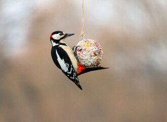 Canvas Print - Woodpecker bird hanging on feeder and eating seeds and nuts in winter garden