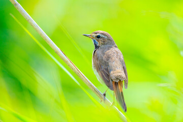 Wall Mural - Closeup of a blue-throat bird Luscinia svecica cyanecula singing