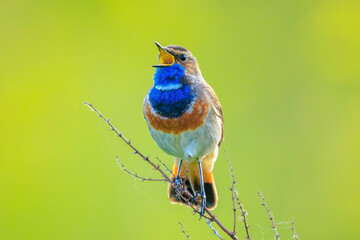 Wall Mural - Closeup of a blue-throat male bird, Luscinia svecica cyanecula, singing