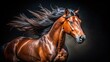 © Man888 - Majestic Bay Stallion: Dramatic Black Background Drone Portrait