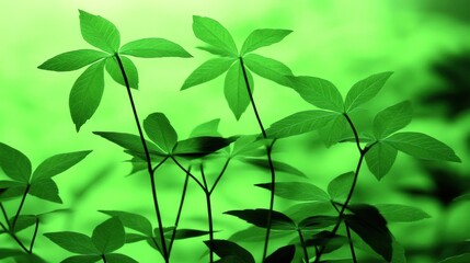 Lush green plants backlit, forest background, nature, spring growth, website banner