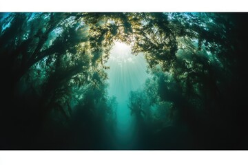 Wall Mural - Sunbeams pierce through a dense underwater kelp forest, creating a mystical, ethereal scene.