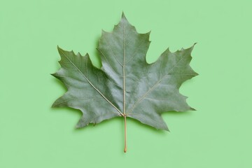 Wall Mural - Simple image shows an isolated light green maple leaf