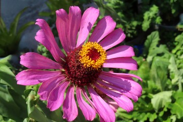 Wall Mural - Zinnia elegans flower in Florida zoological garden, closeup